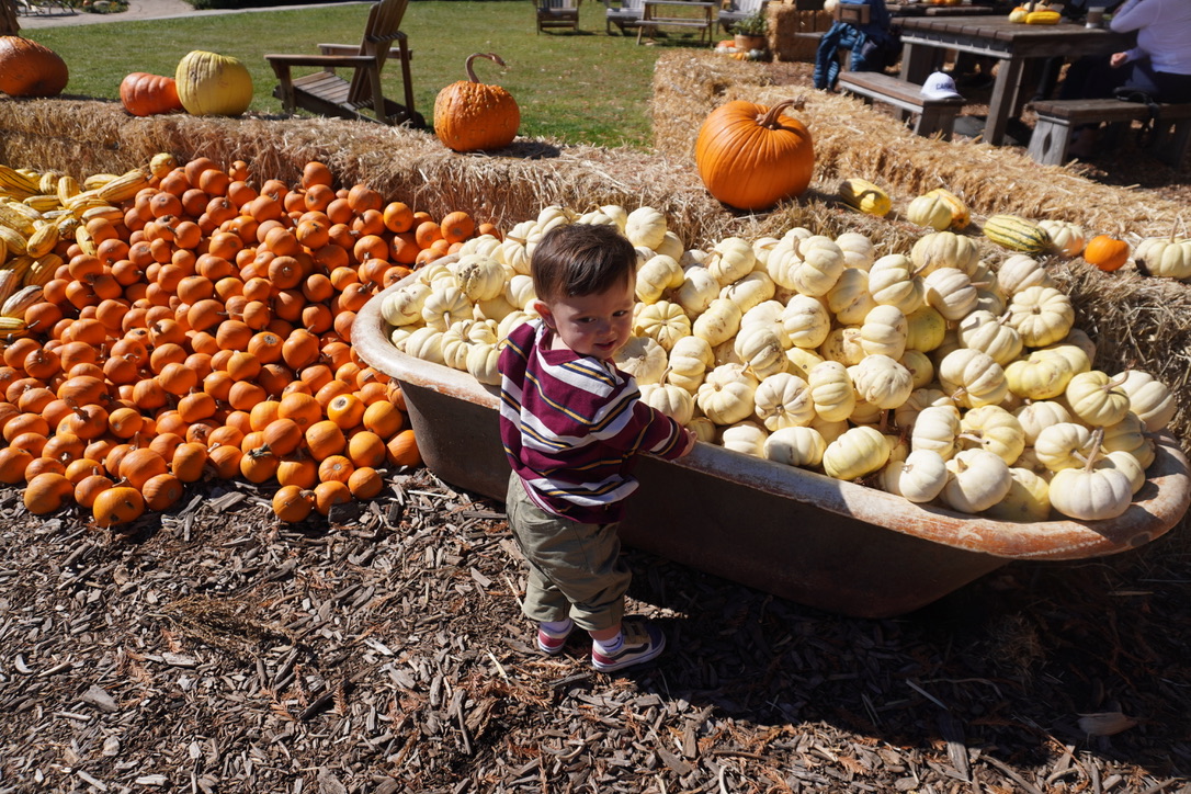 pumpkin patch 2